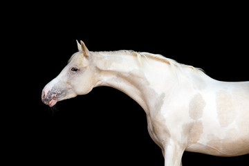 Fototapeta na wymiar White pony with spots on black background