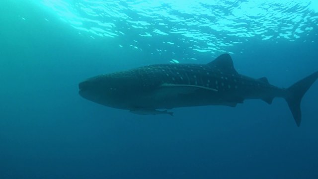 Whale shark in blue water