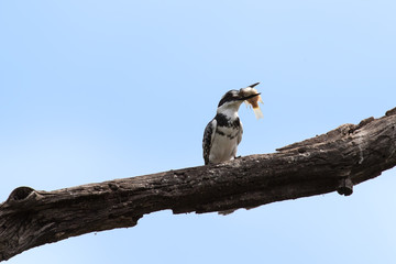 Pied kingfisher killing a fish by hitting it on branch