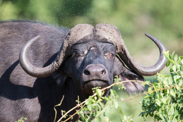 Obraz premium Cape buffalo mud play in mud to cool down protect from insects