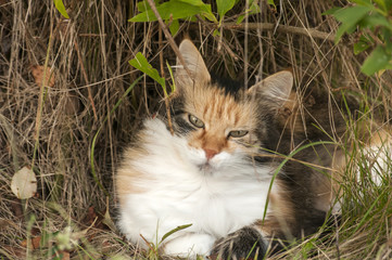 Colorful cat lying in rural meadow bush