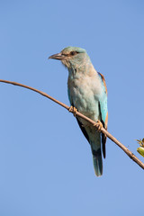 European roller in blue detail sitting on a branch in sun