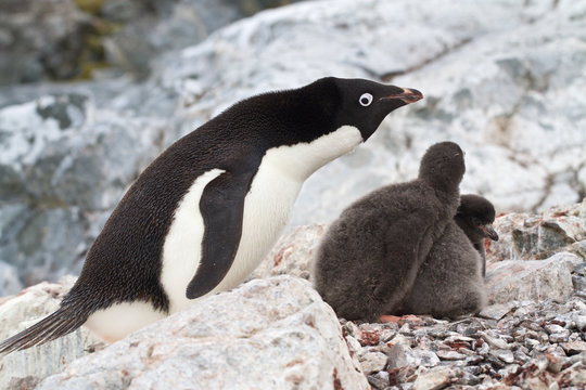 female Adelie penguins near the nest in which two chicks