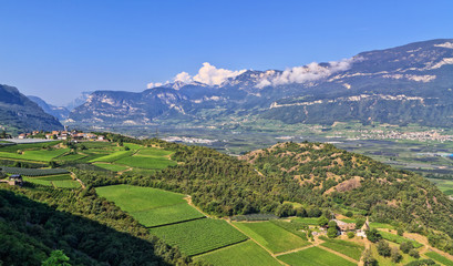 wineyards in Adige Valley - obrazy, fototapety, plakaty
