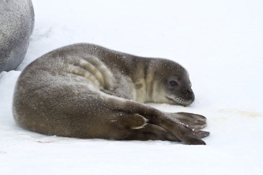 Weddell seal pup who is resting on the ice in Antarctica