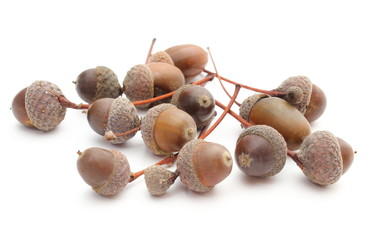 Brown acorns on white background