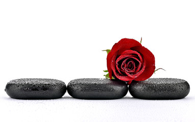 Róża na kamieniach bazaltowych