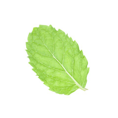 Fresh mint leaves isolated with clipping path.