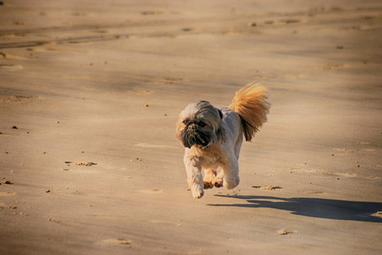 chien sur la plage