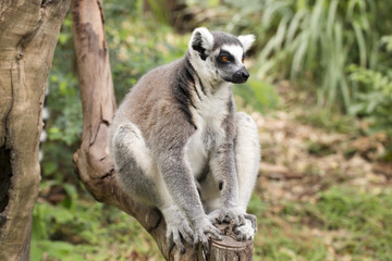 Fototapeta premium Ring-tailed lemur