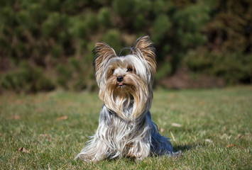 Yorkshire terrier