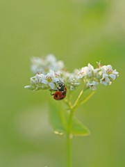 そばの花とてんとう虫