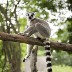 Ring-tailed lemur