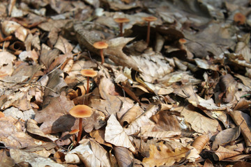 pilz