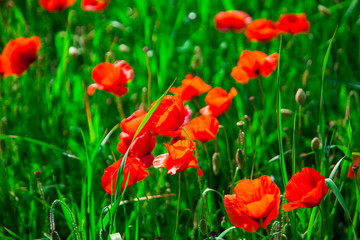 closeup red poppies