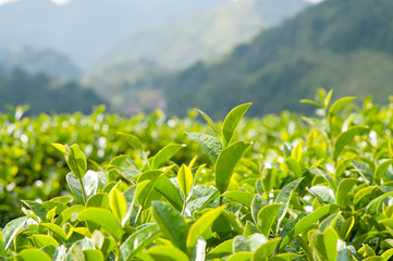 Tea Leaf with morning