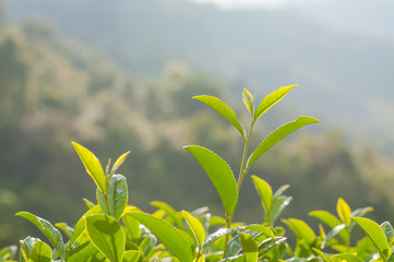 Tea Leaf with morning