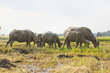 Fototapeta na wymiar Buffalo in field thailand
