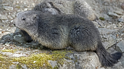 Marmot