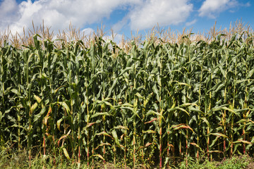 Maize field