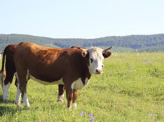 Naklejka na ściany i meble cow on field