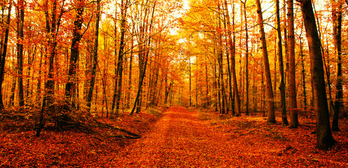 Panele Szklane Podświetlane  Droga do lasu jesienią