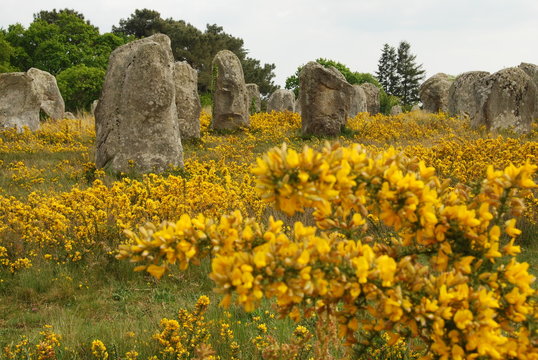 Menhirs &agrave; Carnac, Bretagne