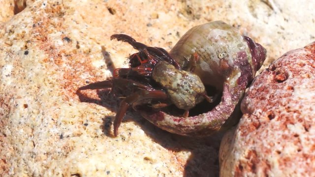 hermit crab on stones
