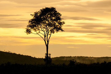 Fototapeta na wymiar Landscape of sunset with cloudy orange sky and a silhouette of t