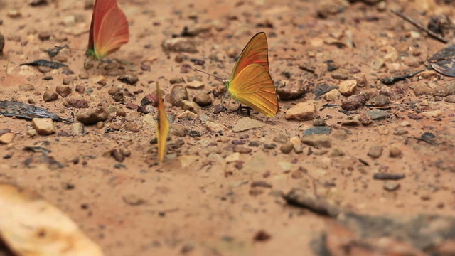group of butterfly eating the salt lick in the forest