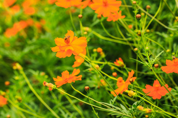 Orange Flowers with Bee.