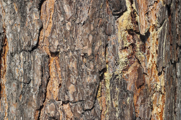 tree bark