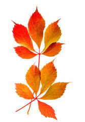 autumn red and yellow leaves isolated on white background
