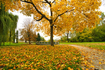 Fall maple tree