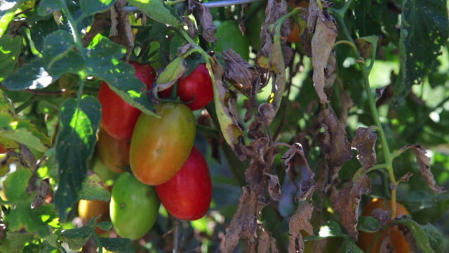 Vegatable garden
