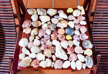 Many sea shells