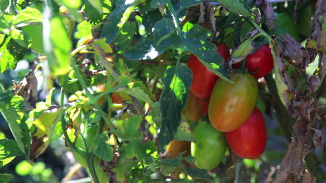 Vegatable garden