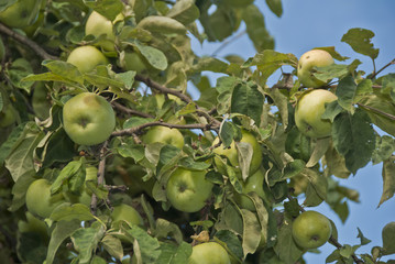 Яблоневая ветвь