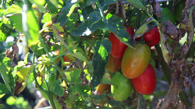 Vegatable garden