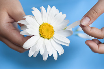 Young girl with a white daisy tearing petals off