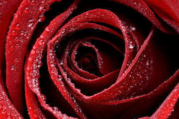 Zbliżenie czerwonej mokrej róży - obrazy, fototapety, plakaty