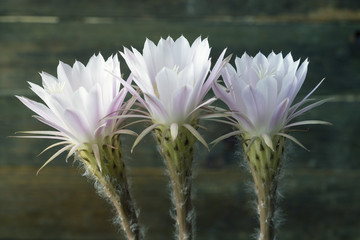 Flowery cactus