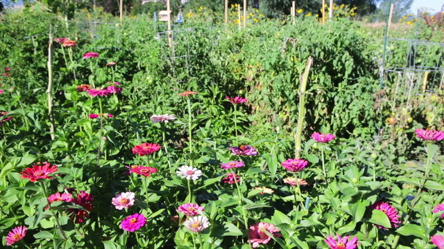 Purple flowers