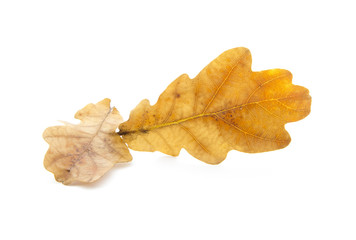 Naklejka premium oak leaves