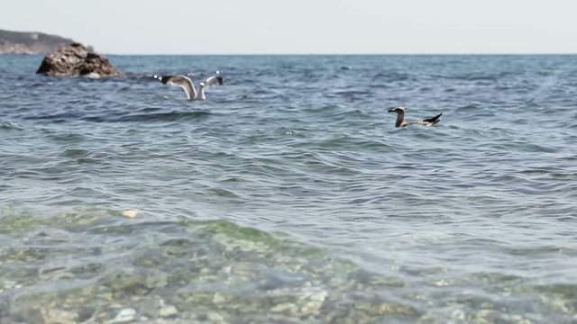 Seagull on sea water