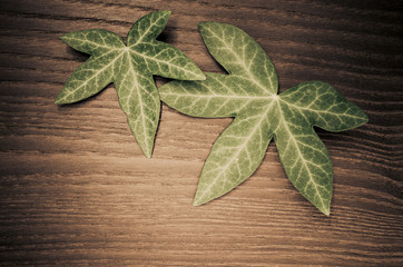 two ivy leaves on wood background