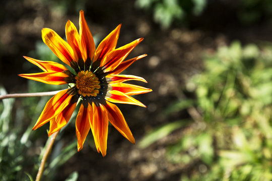 Bright Orange Daisy In Garden