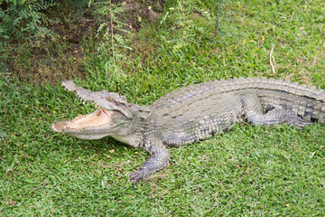 Crocodile opening the mouth resting on the grass