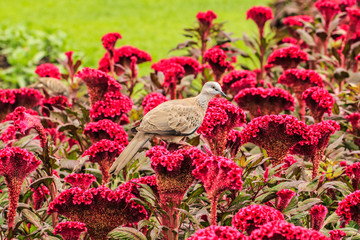 Zebra Dove, Geopelia Striata, Single Bird on Flowers.