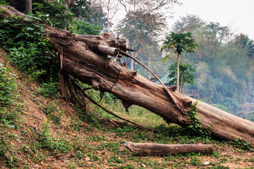 Tree was cut.